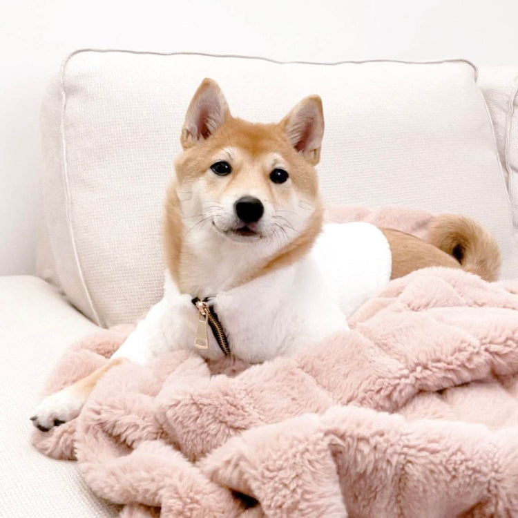 Furi Pet Coat - Bone - The Max & Rex Collection