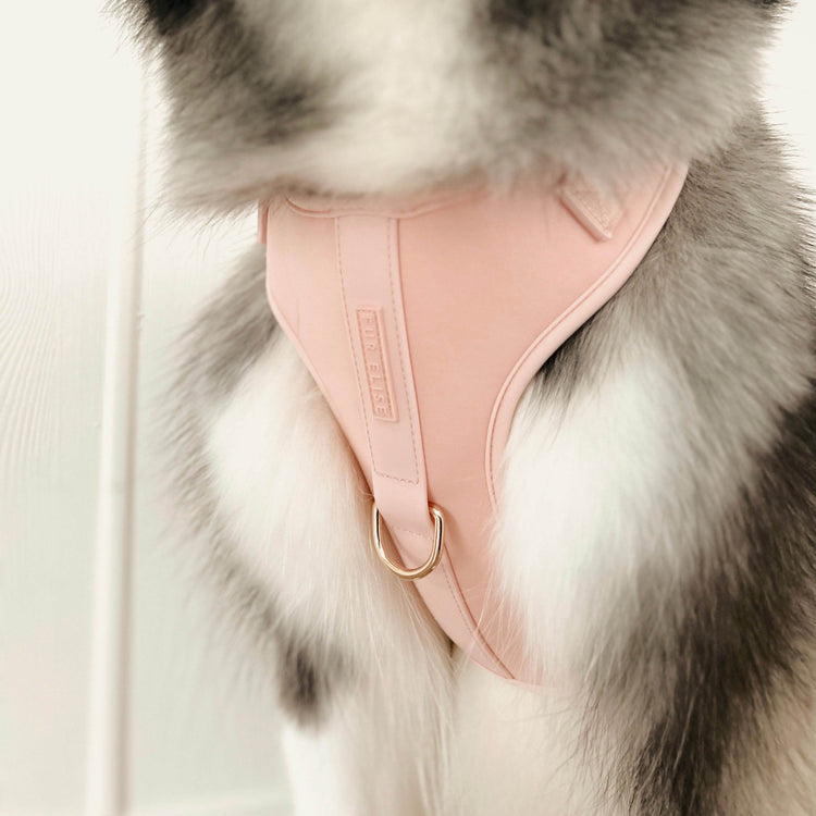 Elise Harness - Rose - The Max & Rex Collection