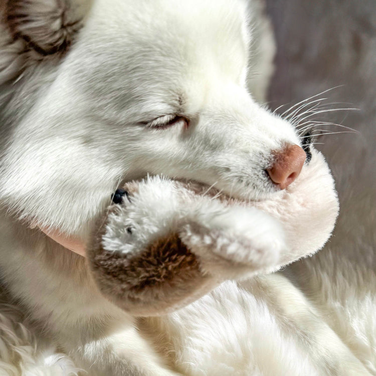 Pegy Mini Plushie - The Max & Rex Collection