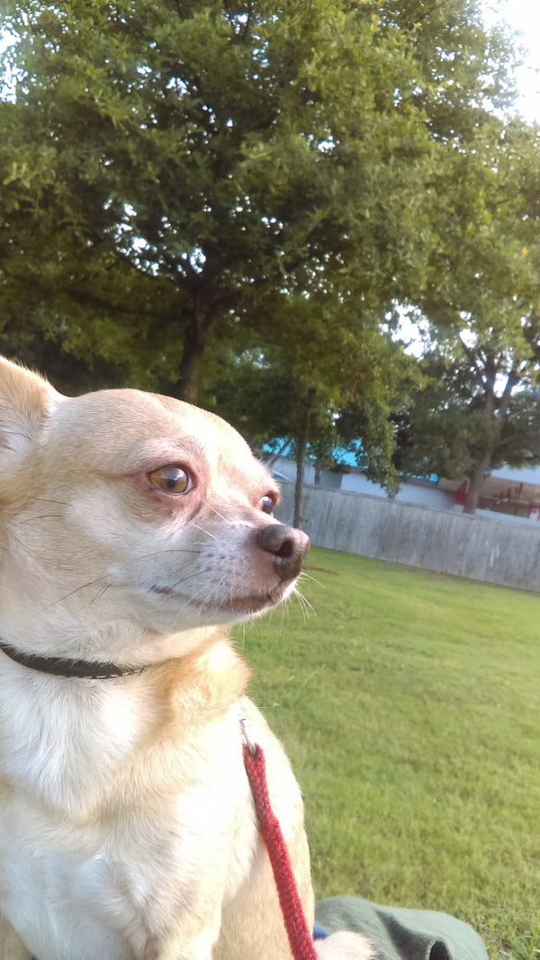 Photo of Petey