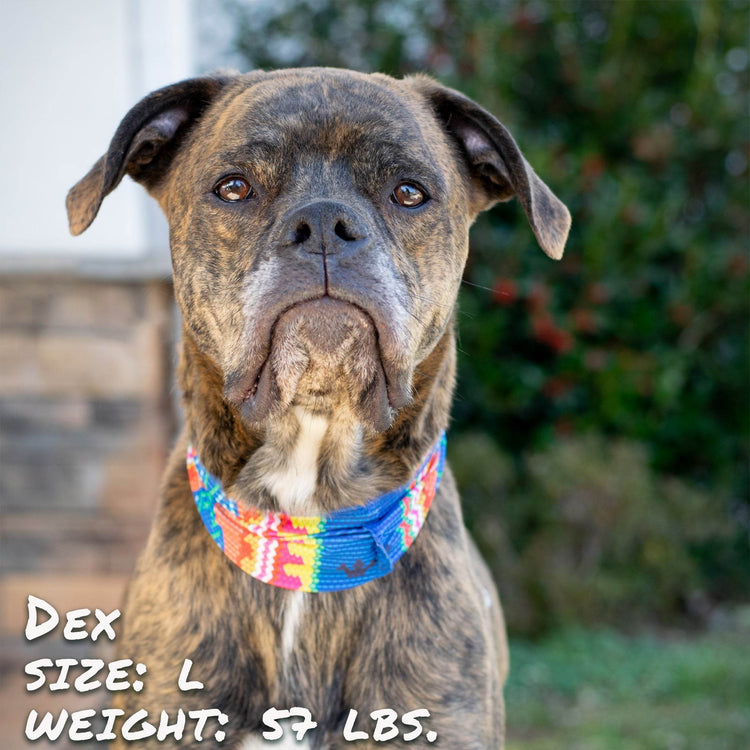 Bedouin Paws Pup Scruff - The Max & Rex Collection