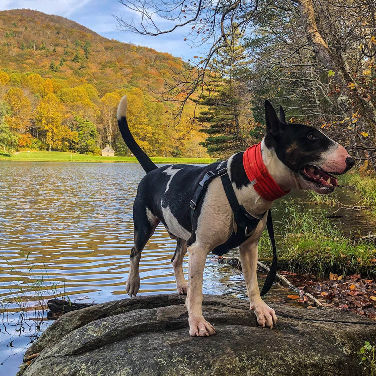 Smash Crackle Orange Pup Scruff - The Max & Rex Collection