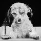 THE SENSITIVE ONE Hypoallergenic Dog & Puppy Shampoo — With Hemp Oil, Aloe & Oatmeal for Sensitive Skin