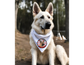 Dog bandana: SML Subversive