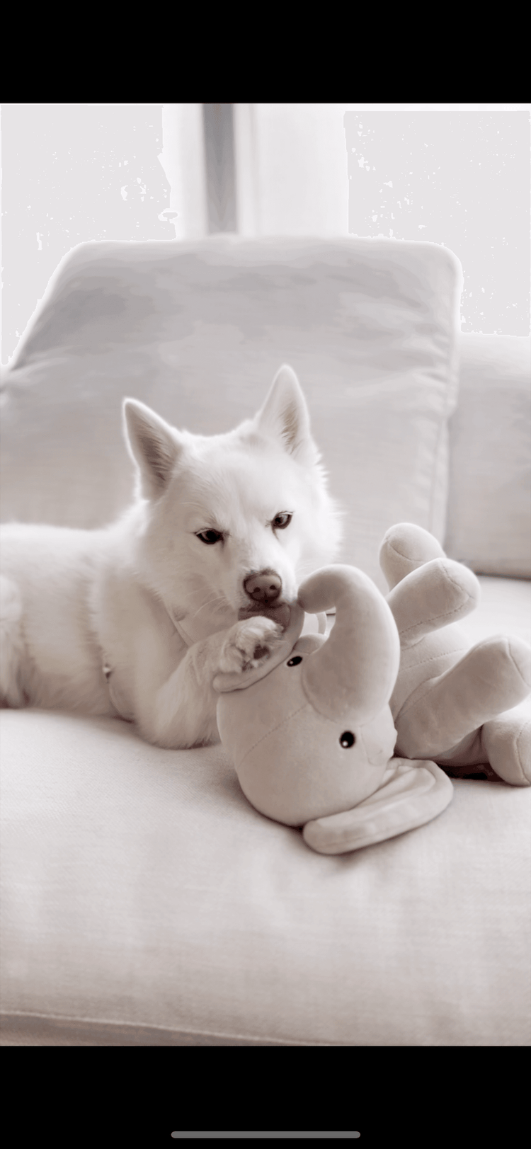 Ella Plushie - The Max & Rex Collection