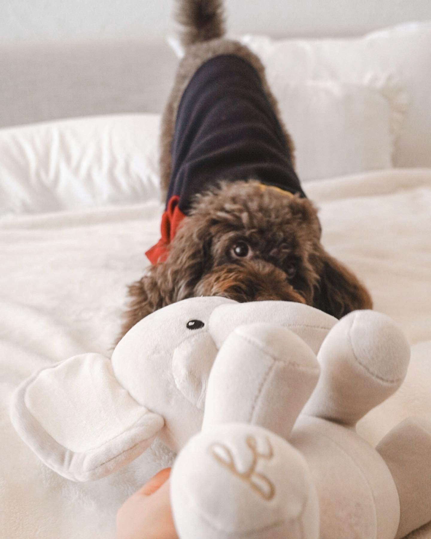 Ella Plushie - The Max & Rex Collection