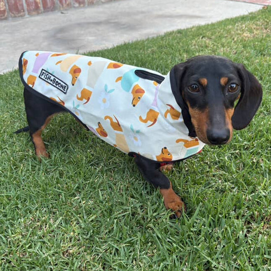 Dachshunds & Daisies Dog Coat – Limited Edition All-Weather Jacket for Long-Bodied Breeds