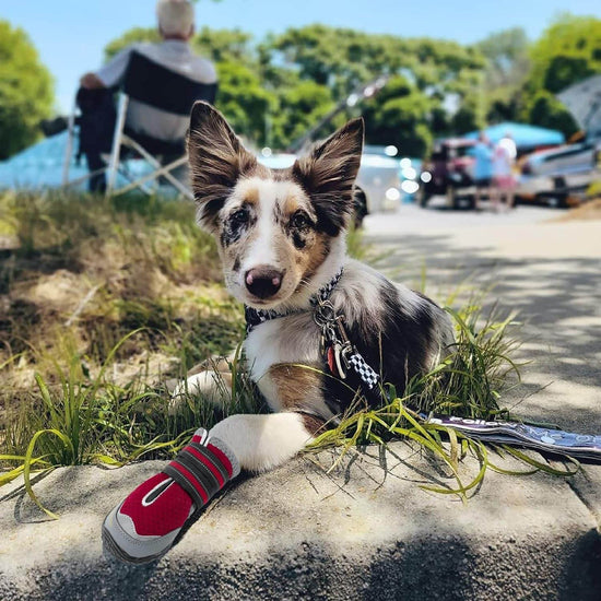 Dog with a red and gray paw pad sitting on a stone ledge outdoors.