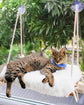 Cat Window Perch - Hammock Bed for Cats inside - Solid Wood Seat, 4 Strong Suction Cups, Soft Cushion - Rustic Indoor Pet Shelf