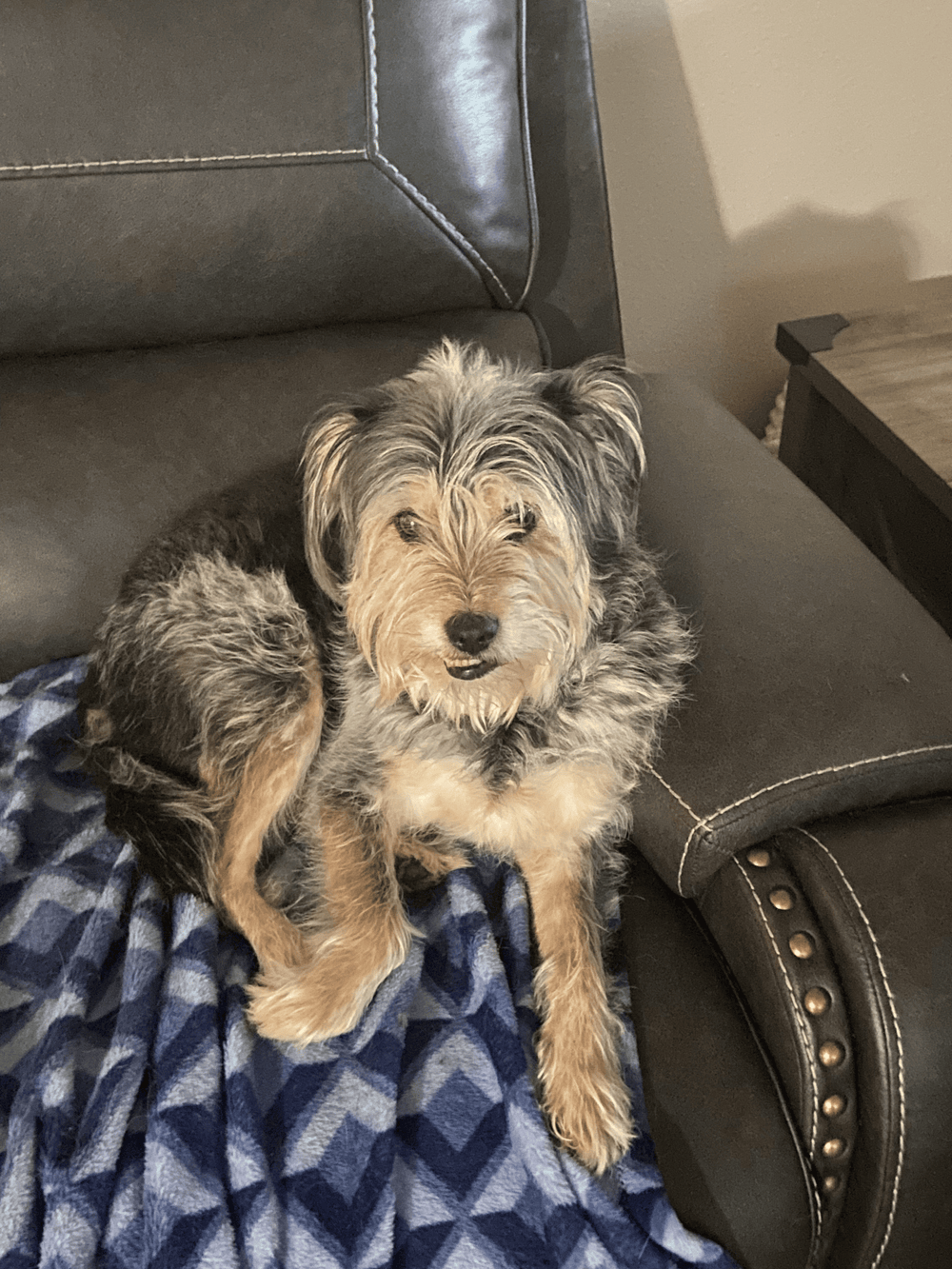 Auggie