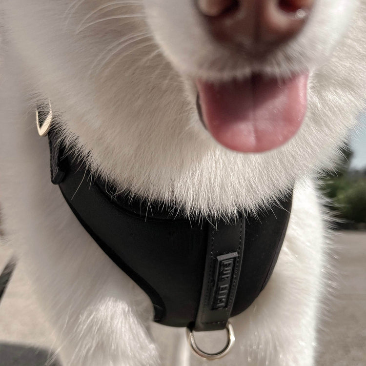 Elise Harness - Noir - The Max & Rex Collection