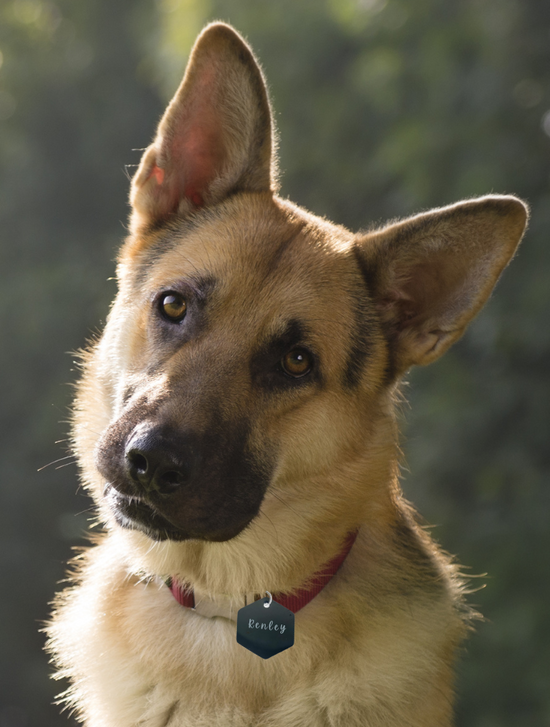 ID Tag, Personalized Hexagon Dog/Cat Tag