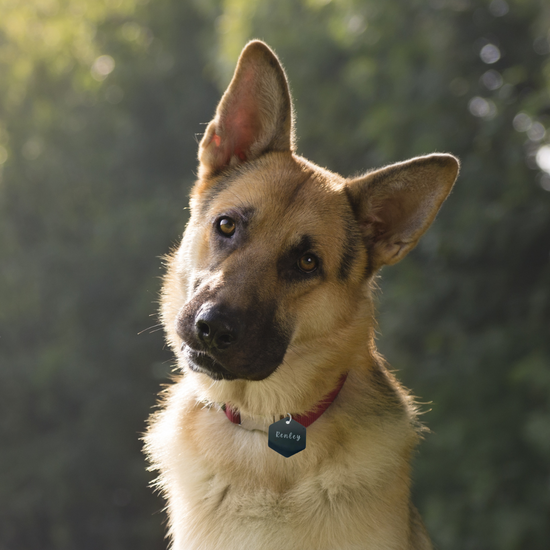 ID Tag, Personalized Hexagon Dog/Cat Tag