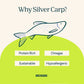 Silver Carp For Cats