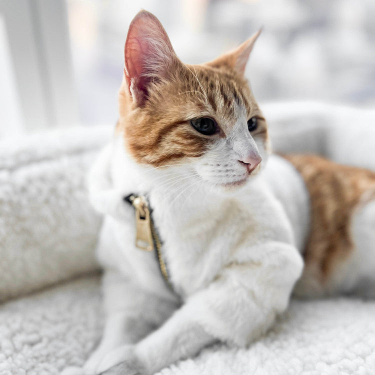 Furi Pet Coat - Bone - The Max & Rex Collection