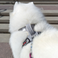 Magnetic Dog Harness - One-Hand Clip, No-Pull Design