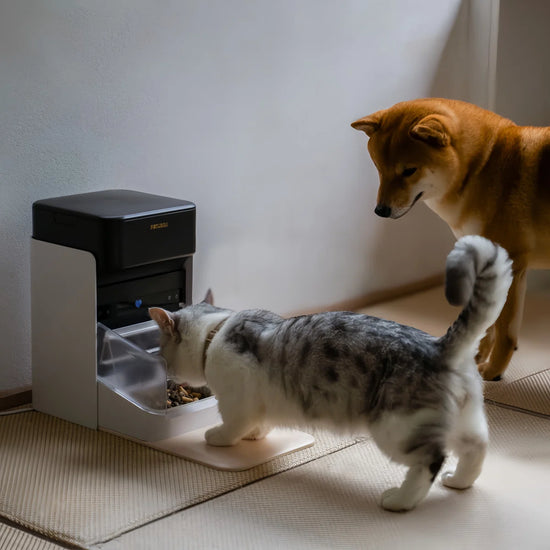 RFID Automatic Smart Feeder for Pets – App-Controlled Individual Feeding