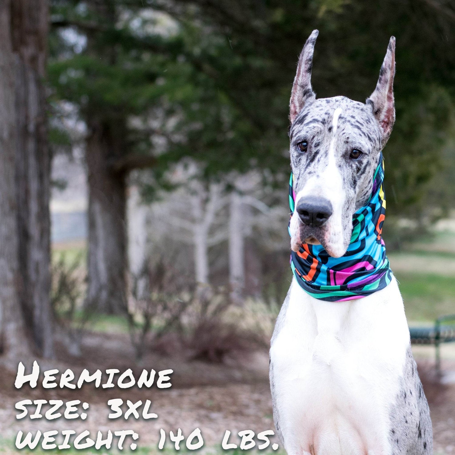 Zoomies Pup Scruff – Slip-On Dog Neckwear | No-Tie Bandana Alternative - The Max & Rex Collection