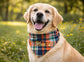Personalized 100% Cotton Plaid Pet Bandana – Custom Name with Heart & Paw