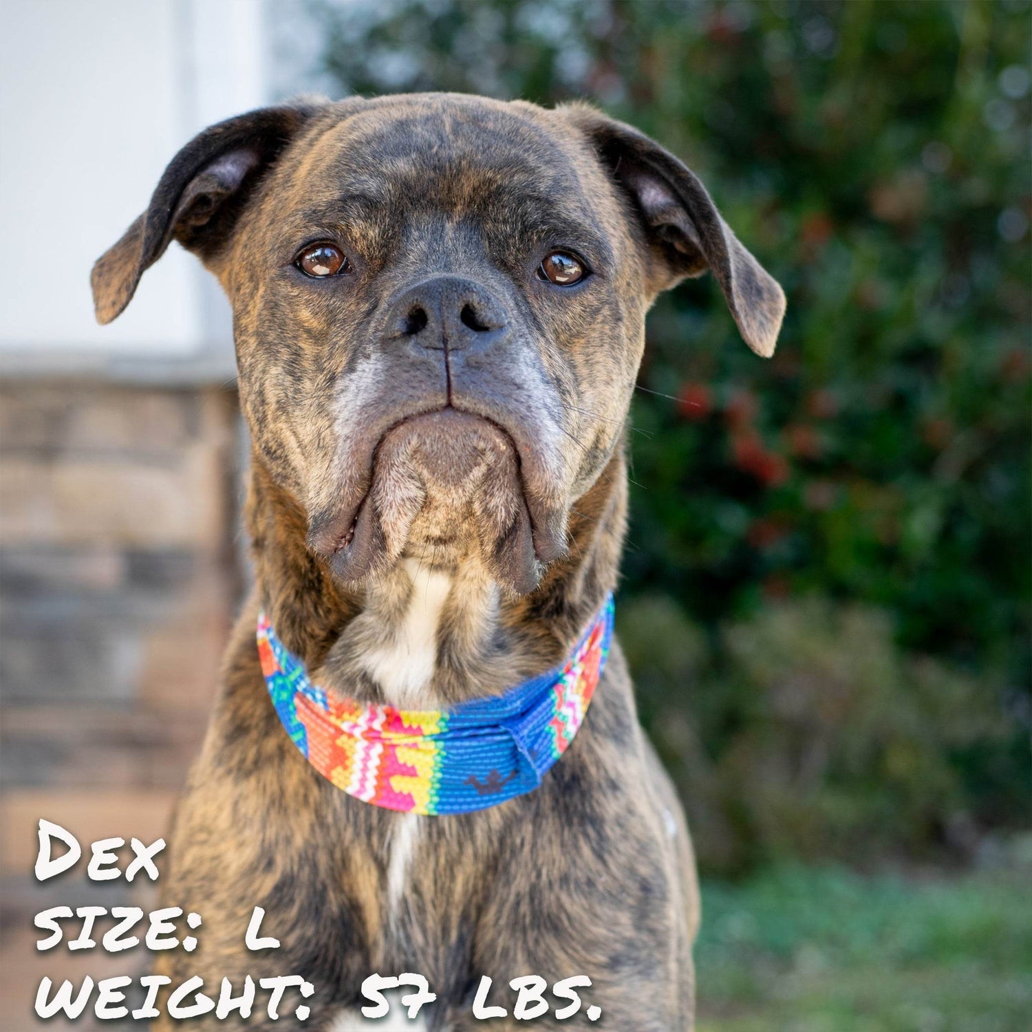 Bedouin Paws Pup Scruff - The Max & Rex Collection