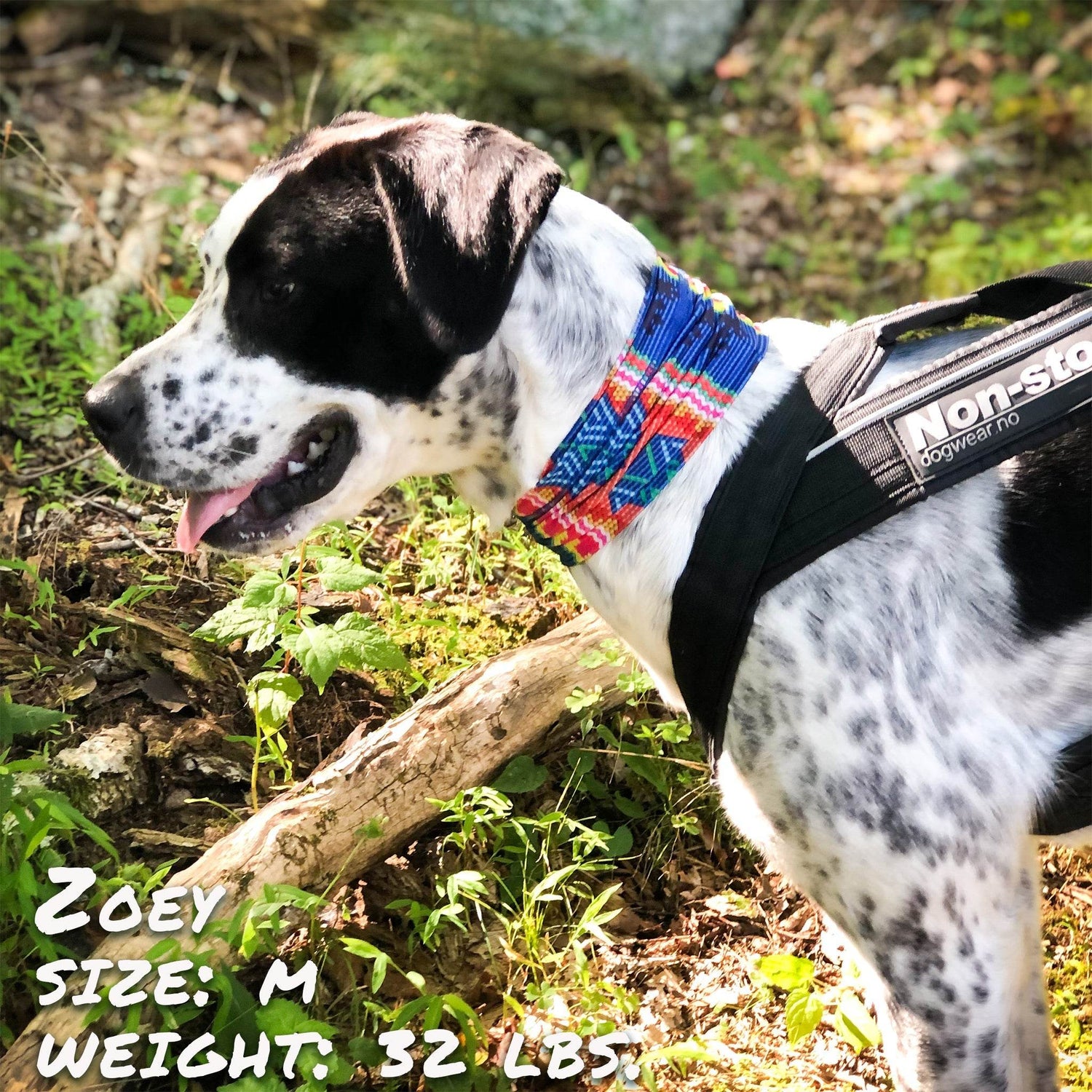 Bedouin Paws Pup Scruff - The Max & Rex Collection