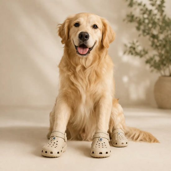Croc-Style Dog Shoes