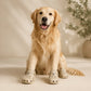 Dog wearing indoor dog boots on hardwood floor — lightweight non-slip dog shoes 4-pack
