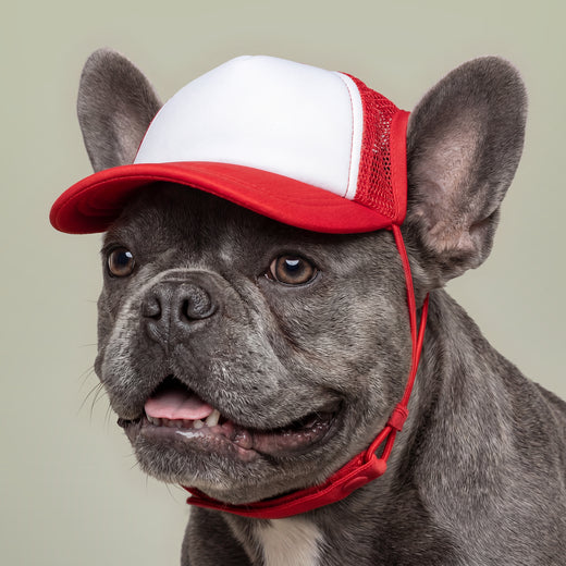 Dogfather Pet Trucker Hat | UV Protection Dog Cap with Adjustable Chin Strap