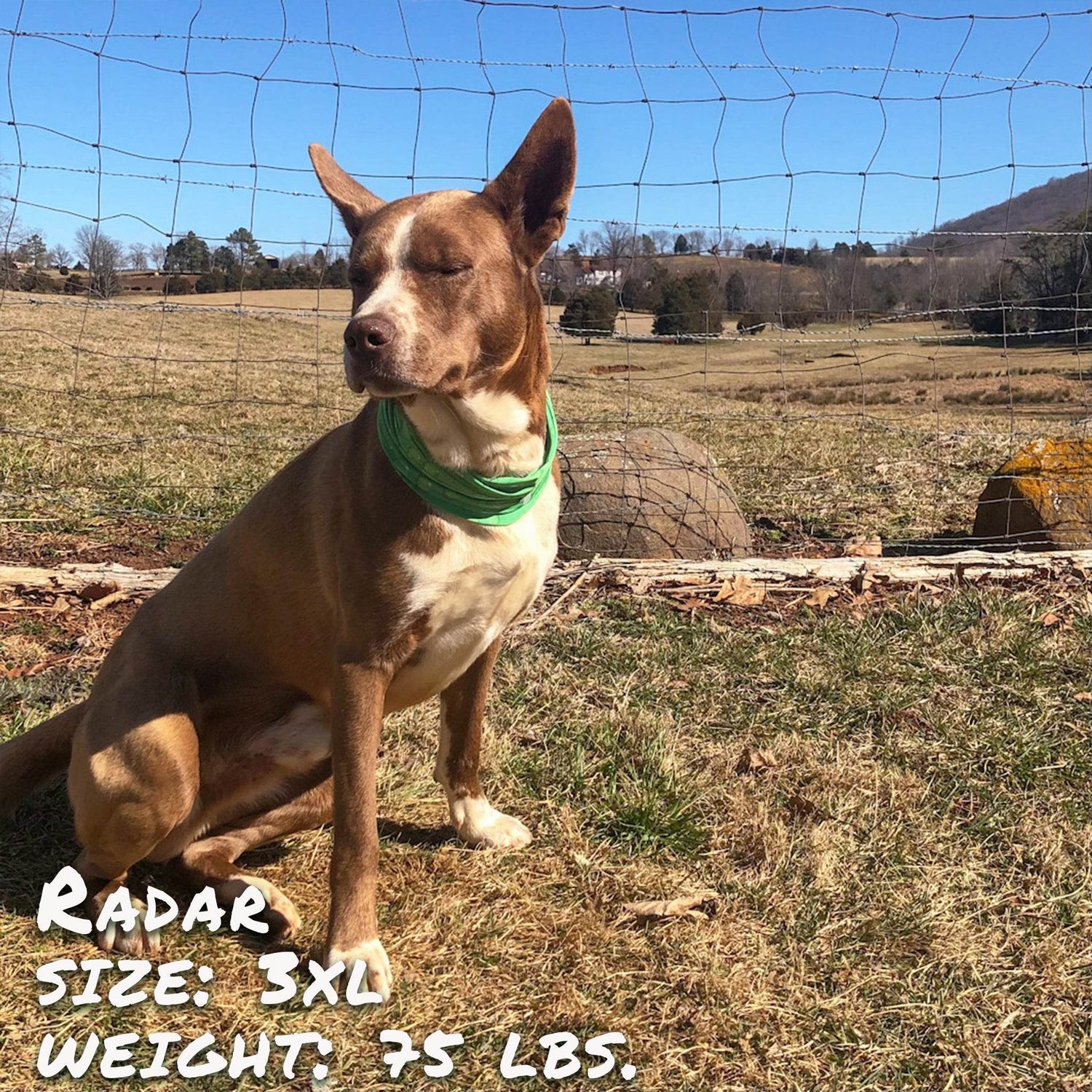 Drops of LIME Pup Scruff - The Max & Rex Collection