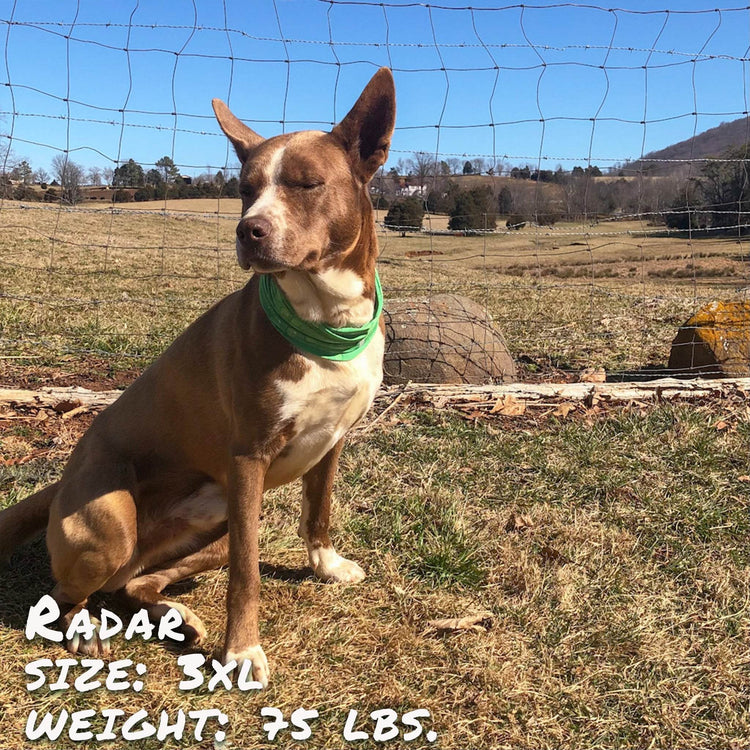 Drops of LIME Pup Scruff - The Max & Rex Collection