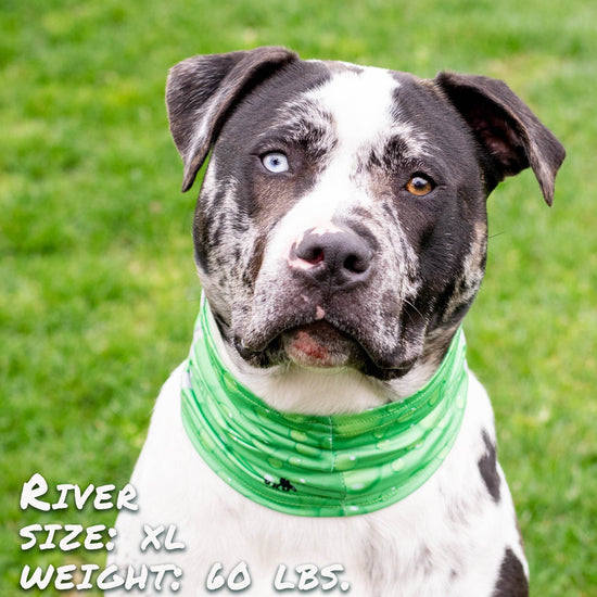 Drops of LIME Pup Scruff - The Max & Rex Collection