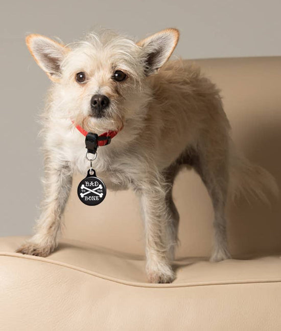 Charm: Silly, sarcastic, funny, 420 Franny B Good collar