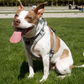 Magnetic Dog Harness - One-Hand Clip, No-Pull Design