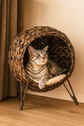 Maury Cotton Elevated Pet Bed