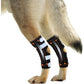 Dog wearing black knee brace on a white background