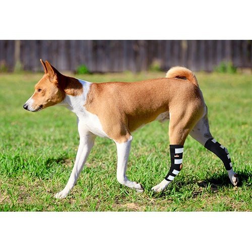 Dog wearing black and white striped braces on grass