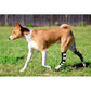 Dog wearing black and white striped braces on grass