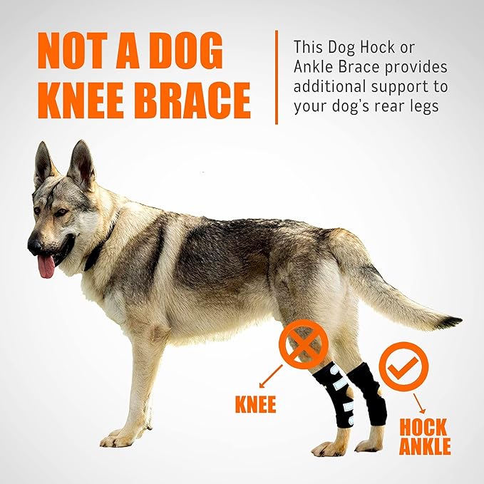 Dog wearing a hock brace with text explaining it&