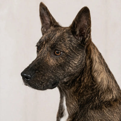 Rex