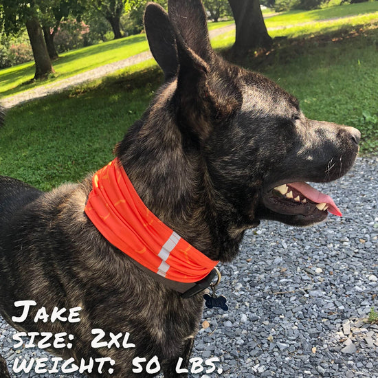 Smash Crackle Orange Pup Scruff - The Max & Rex Collection